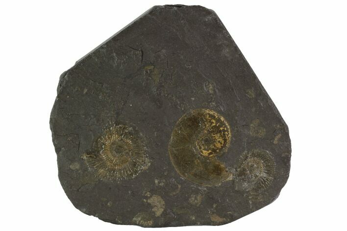 Dactylioceras Ammonite Cluster - Posidonia Shale, Germany #100237